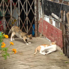 今天出门偶遇了好多猫猫