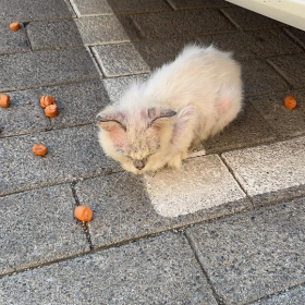 求治皮肤病好办法，求问猫咪品种