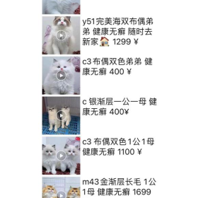 十大新手最好养的猫很便宜