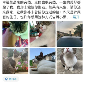 又一只我喜欢的猫被老鼠药毒死了，真可惜