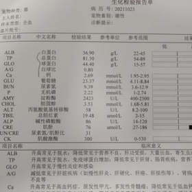 猫咪喘气急促，张嘴呼吸，医院拿了药吃了很久也治疗不好