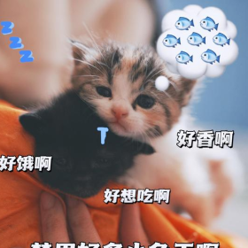 【四川】无偿领养猫