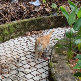 如何妥善解决家中流浪猫问题（广州）