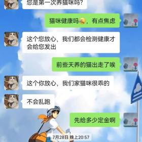 我在淘宝买猫的经历