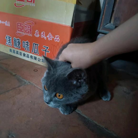 猫咪年龄！！