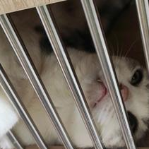 兄弟们老板送我一只有鼻支的猫猫在家单养能养好吗